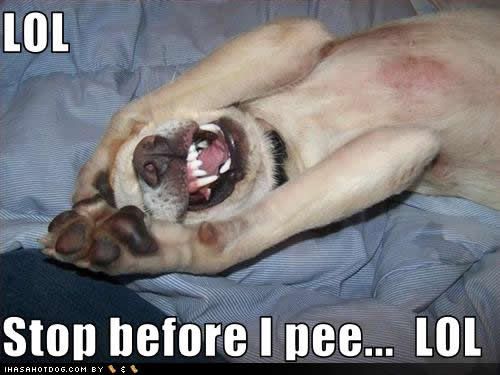 funny-dog-pictures-lol-pee.jpg