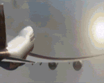 shark-810298.gif