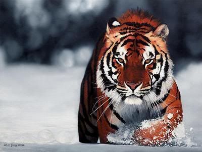 Siberian_Tiger-Resized.jpg