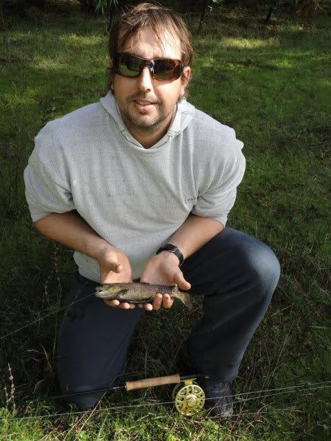 Brown trout
