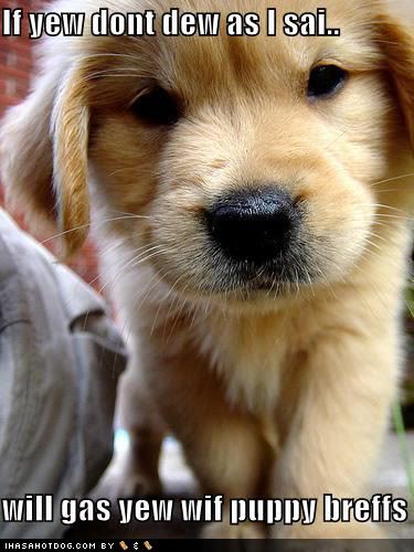 pictures of cute puppies and dogs. cute puppies and dogs.