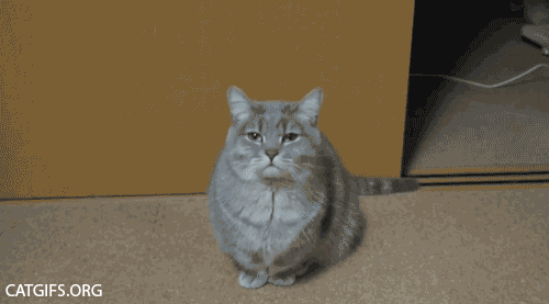 giphy%20cat_zpsjht5mbla.gif