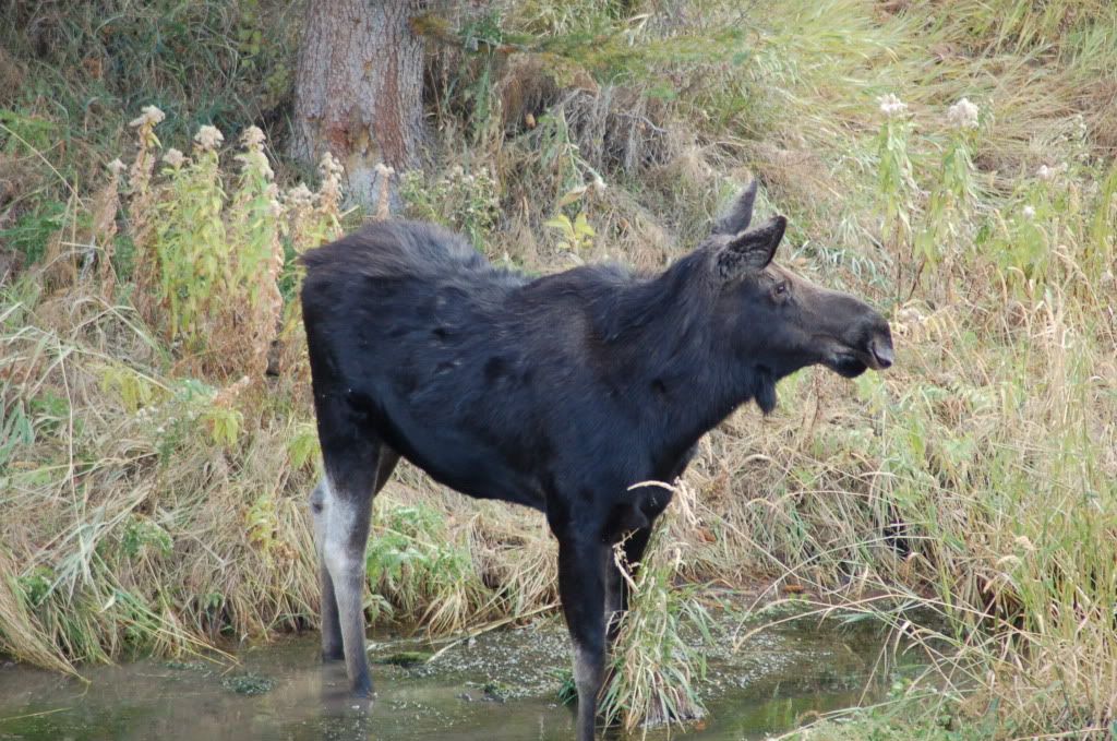 moose photo:  DSC_0170.jpg