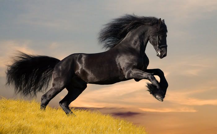 beautiful horse photo: Beautiful black Freisian 705horse.jpg