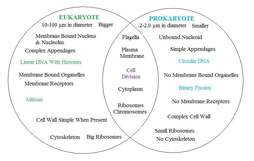 What are the main differences between prokaryotes and 