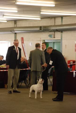 Braco at the National terrier