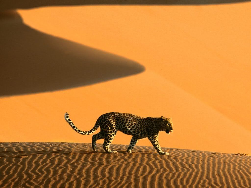http://i689.photobucket.com/albums/vv259/ianoberholzer/desert_leopard_namibia_africa-norma.jpg