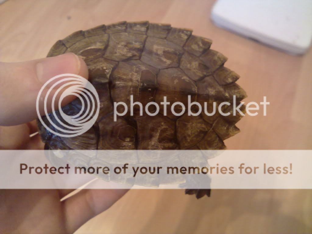 Turtle Retaining Scutes?? | Reptile Forums