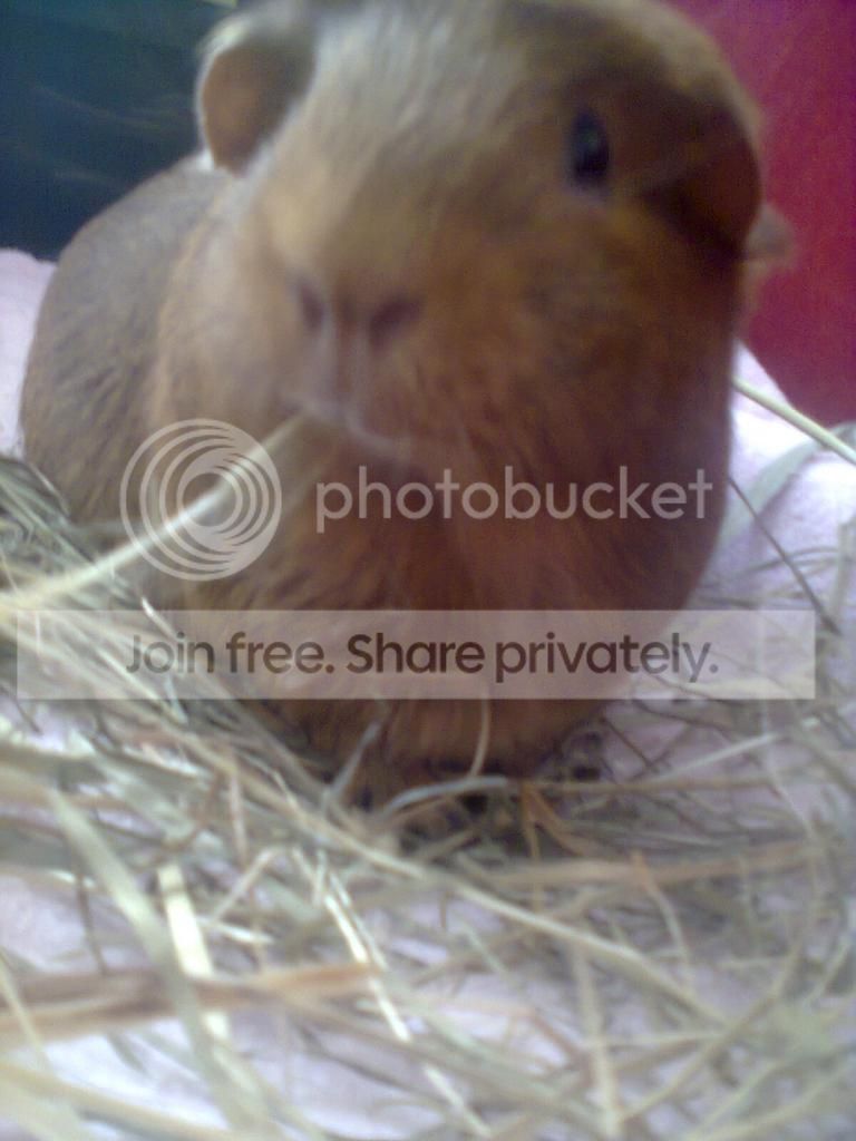 Photo0271_zpseb7de9c8.jpg