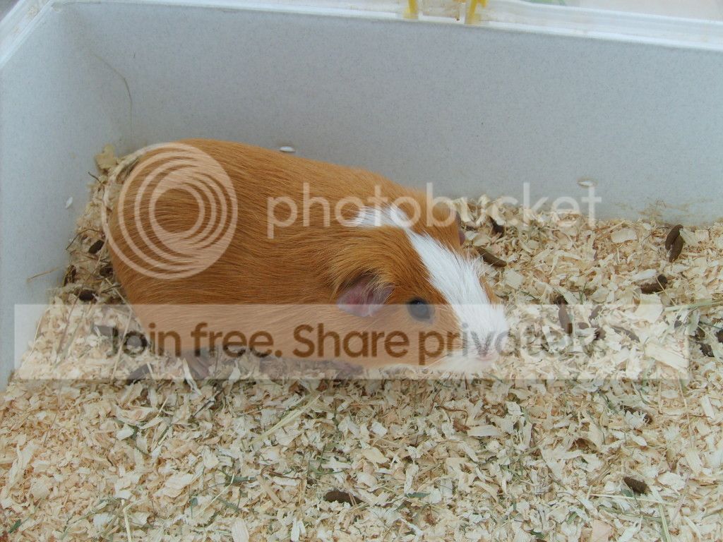 ginger_zpsdef8b416.jpg